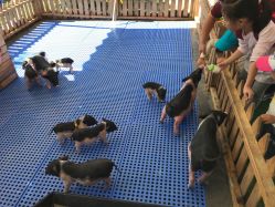 -萌宠亲子动物乐园(槐房万达店)