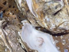 -蚝堡海鲜·威海菜·海肠捞饭·烧烤·亚洲吃蚝公司(幸福门店)