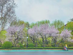 -济南大明湖景区