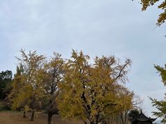 -千年银杏谷文化旅游区