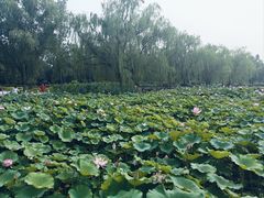-莲花池公园