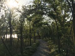 -上海长兴岛郊野公园