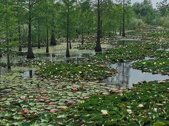 -池杉湖湿地公园