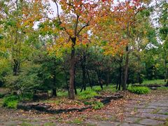 -上海海湾国家森林公园