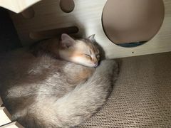 -翊宠yipet猫狗购宠庄园犬舍•猫舍