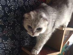 -壹六猫窝(谷德店)