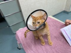 -动物缘宠物医院·骨科·猫科(西二环店)
