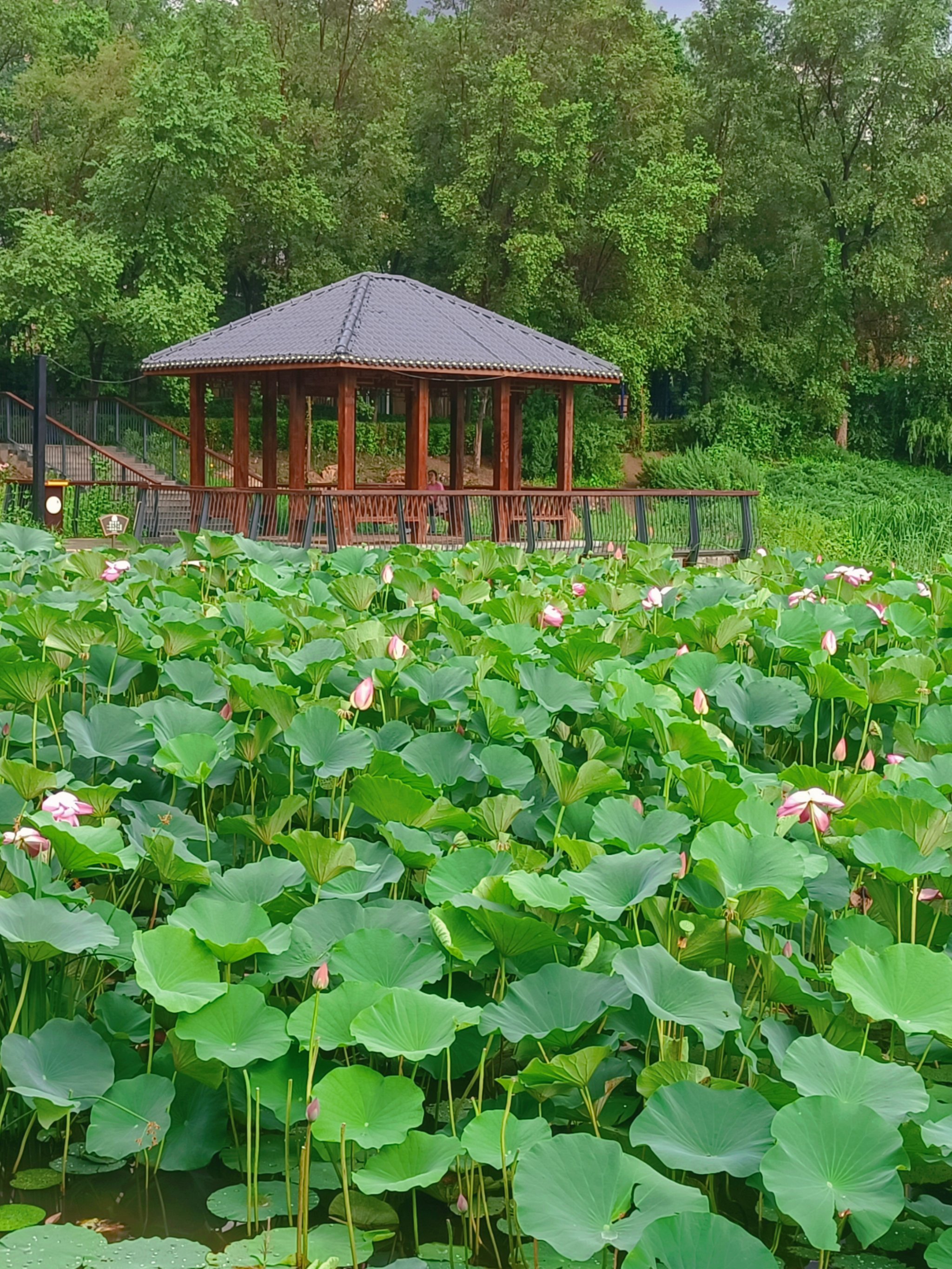 沈阳北塔公园荷花图片