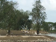 -盐城丹顶鹤湿地生态旅游区