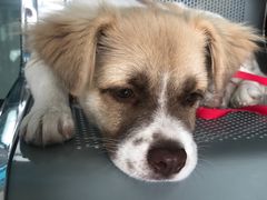 -乖乖乐动物医院(小汤山分院)