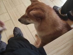 -喜柴咖啡·柴犬狗咖