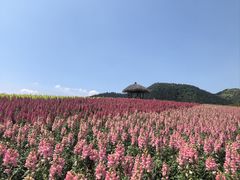 -径山花海