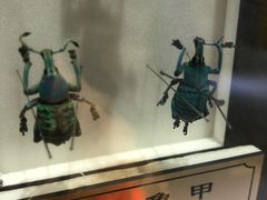 -上海昆虫博物馆