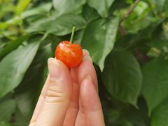 -樱桃山旅游景区