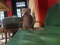 -猫色咖啡·猫咖