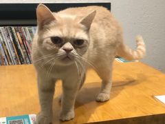 -猫色咖啡·猫咖