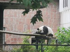 -成都动物园