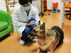 -北京观赏动物医院·24小时大型综合·猫专科·异宠专科