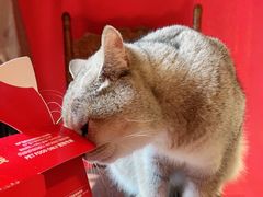 -猫色咖啡·猫咖