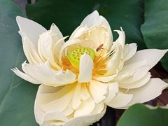 -云溪植物园