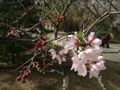 -桃花堤公园