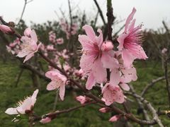 -蜀冈西峰生态公园