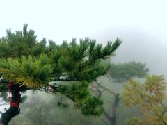 -大连天门山国家森林公园