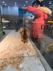 -Moni星球萌宠·小马宝莉·灵蛇·高端高阶全萌宠互动体验俱乐部(红豆国际广场店)