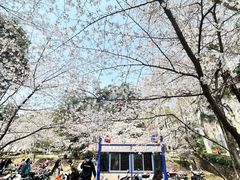 -武汉大学-樱园