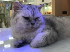 -喵园·猫主题咖啡厅·撸猫·猫咖(国贸店)