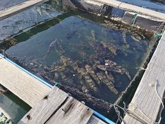-蓝湾碧波·老字号·疍家非遗海上餐厅