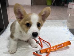 -派特宠物医院(圆融广场店)