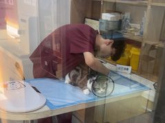 -艾贝尔宠物医院·24H转诊中心·肿瘤猫专科(江宁双龙店)