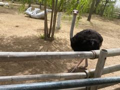 -大连森林动物园