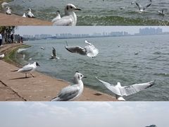 -滇池海埂公园