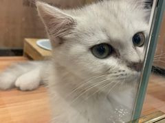 -袖虎·猫馆(体育西路店)