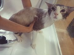 -70cat德文卷毛猫·缅因猫纯种猫舍