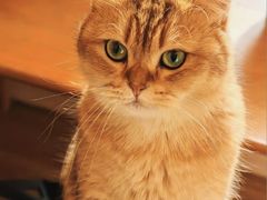 -滚猫咖啡·猫咖·猫友好撸猫(未来城店)
