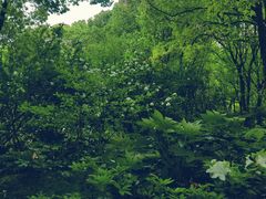 -上海共青森林公园