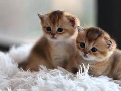 -珠海悠米米努特矮脚猫舍