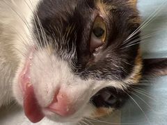 -乐琪宠物医院·犬猫专科·骨外科·急重症