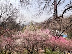 -南京古林公园