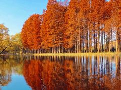 -上海共青森林公园