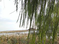 -苏州太湖湖滨国家湿地公园