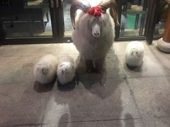 -羊肉街口老银川滩羊涮肉馆