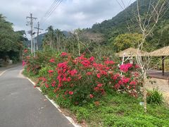 -海南热带雨林国家公园吊罗山景区