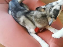-Husky Go! 哈士奇体验馆·宠物咖啡厅狗咖