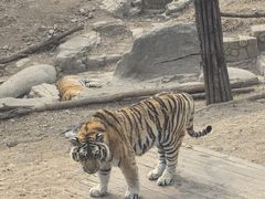 -大连森林动物园