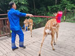 -西双版纳原始森林公园