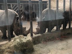 -石家庄市动物园